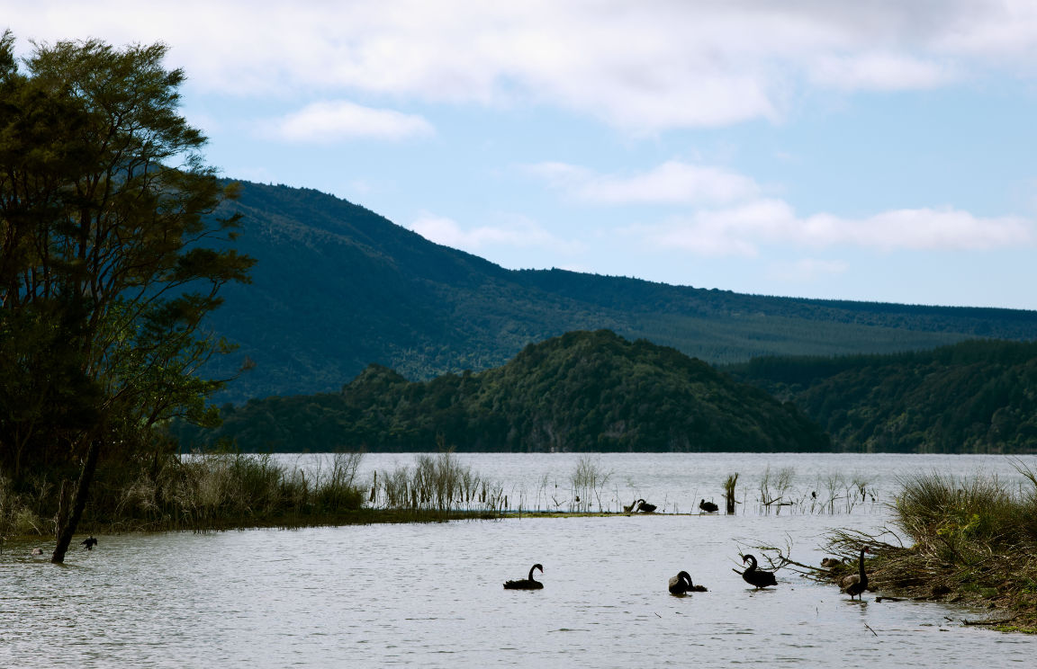 Black Swans in Lake Rotomahana